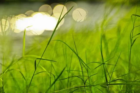 Green grass background Stock Photos