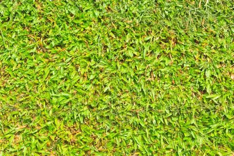 Green grass background Stock Photos