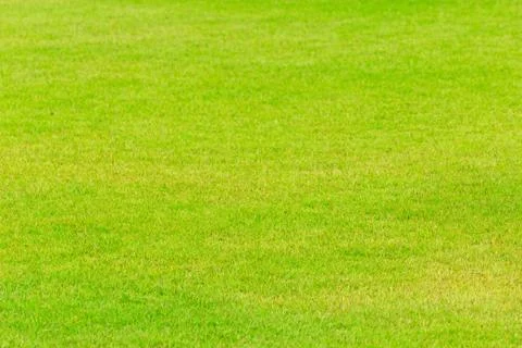 Green grass background Stock Photos