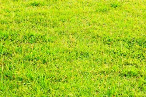 Green grass background Stock Photos