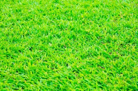 Green grass background Stock Photos