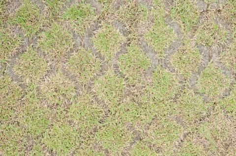 Green grass background Stock Photos