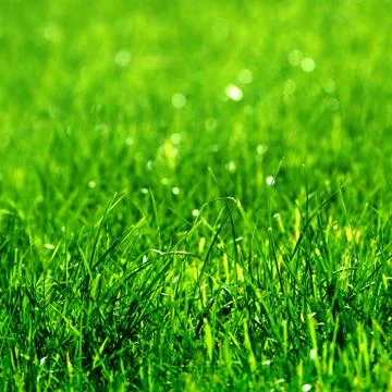 Green grass background Stock-Fotos
