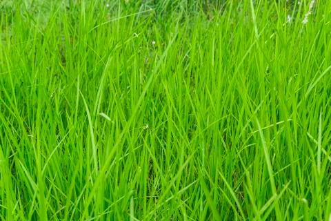 Green grass background Stock Photos