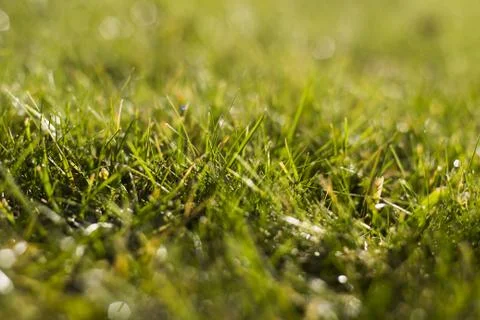Green Grass Background Stock Photos