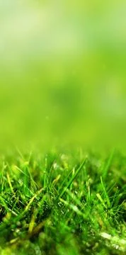 Green Grass Background Stock Photos