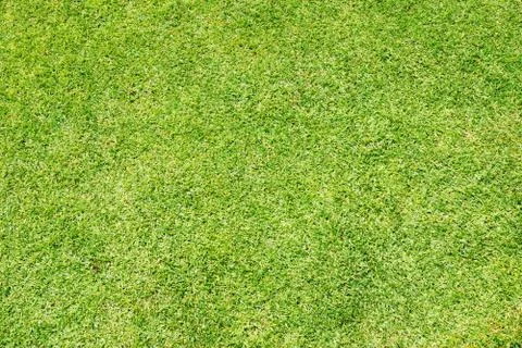 Green grass background Stock Photos