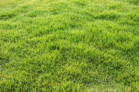 Green grass background Stock Photos