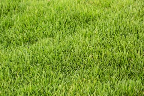 Green grass background Фото