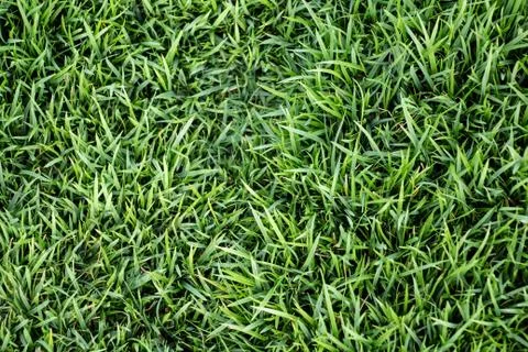 Green grass background Stock Photos