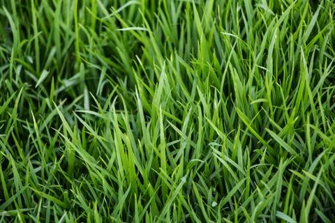 Green grass background Stock Photos
