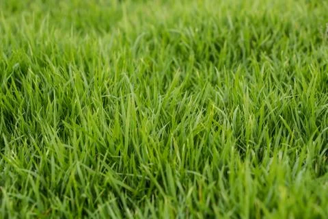 Green grass background Фото