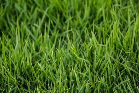 Green grass background Stock Photos
