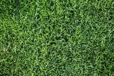 Green grass background Stock Photos