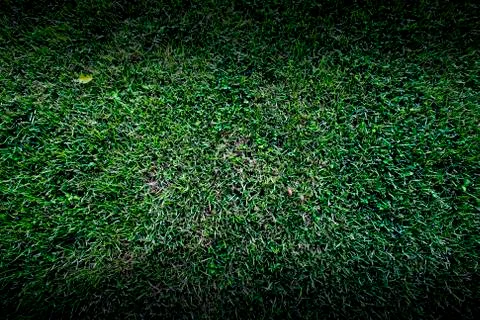 Green grass background Stock Photos