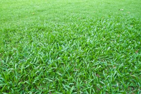 Green grass background Stock Photos