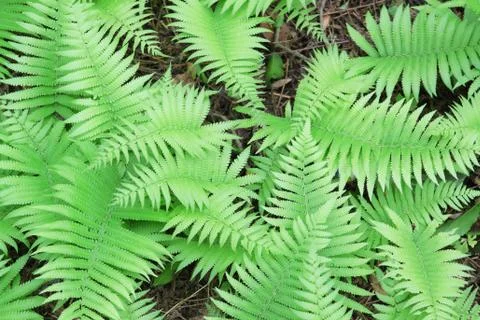 Green grass background Stock Photos