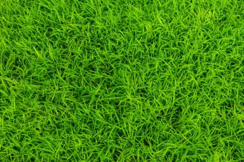 Green grass background Stock-Fotos