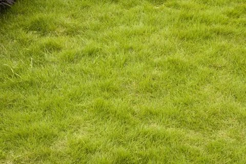 Green grass background Stock Photos