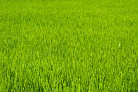 Green grass background Stock Photos