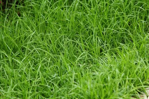 Green grass background Stock Photos