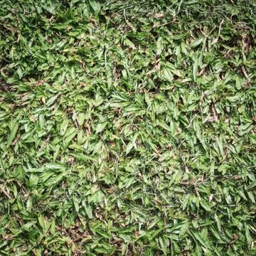 Green grass background Stock Photos