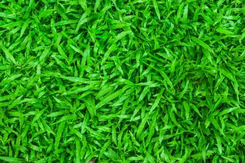 Green grass background Stock Photos