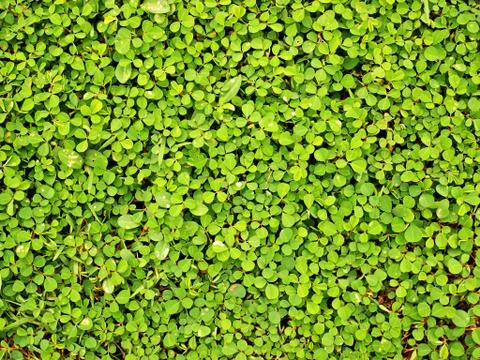 Green grass background Stock Photos