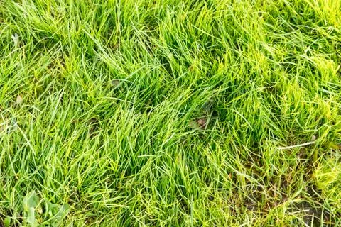 Green grass background Stock Photos
