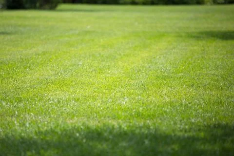 Green grass background Stock Photos