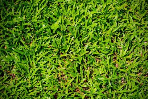 Green grass background Stock Photos
