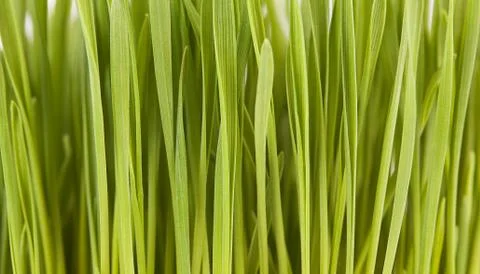 Green grass background Foto stock