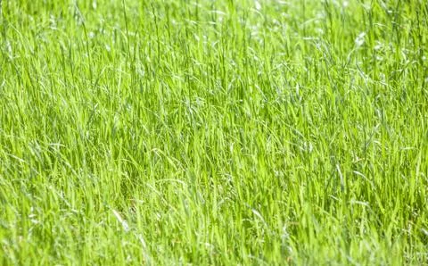 Green grass background Stock Photos