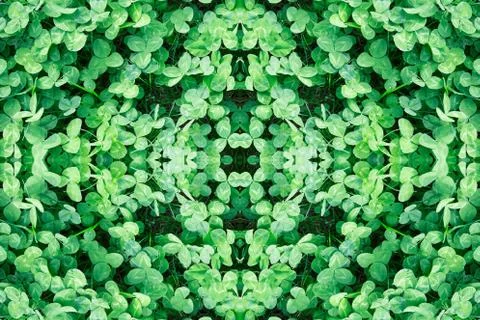 Green grass background Stock Photos