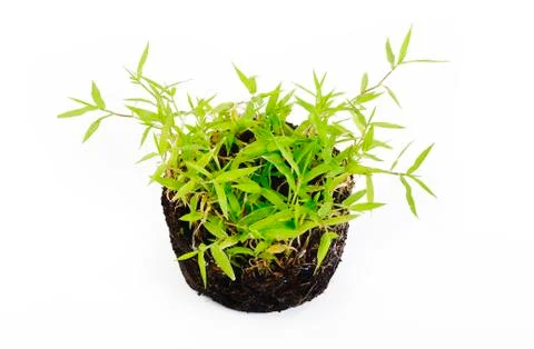 Green grass on background Stock Photos