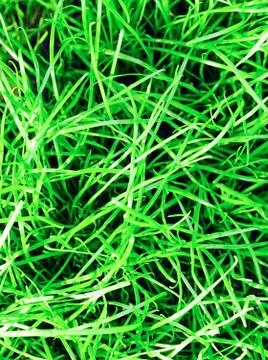 Green grass background Stock Photos