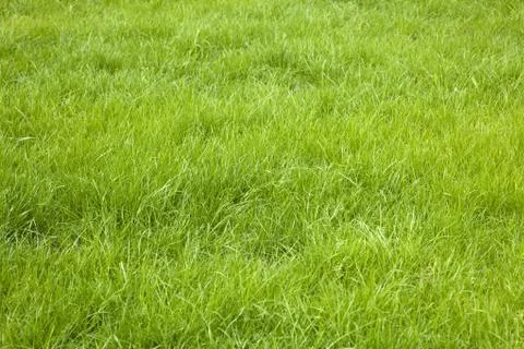 Green grass background Stock Photos