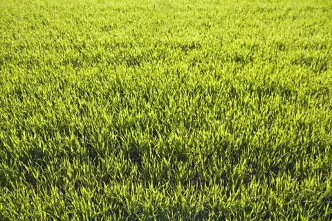 Green grass background Stock Photos
