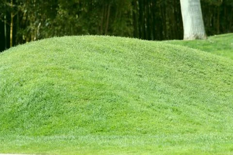 Green grass background Stock Photos