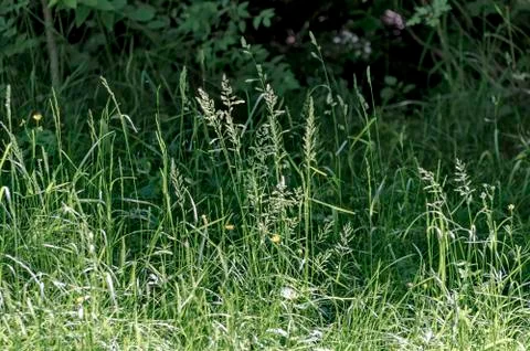 Green grass background Stock Photos