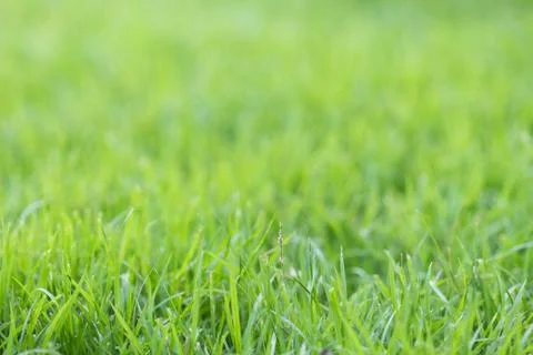 Green grass background Stock Photos