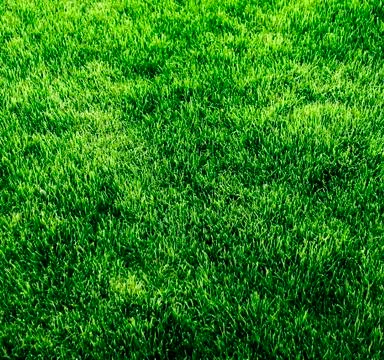 Green grass background. Stock Photos
