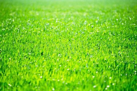Green grass background Stock Photos
