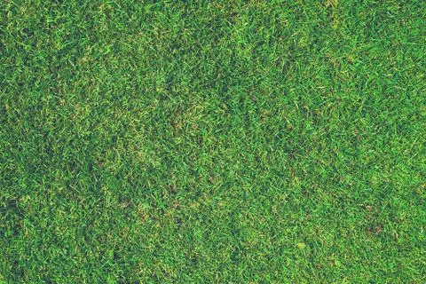 Green grass background Stock Photos