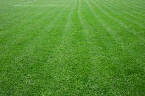 Green grass background Stock Photos