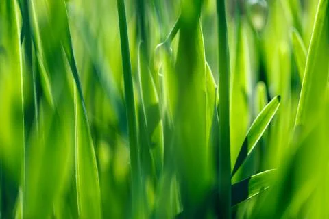 Green grass background Stock Photos