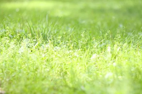 Green grass background Stock Photos