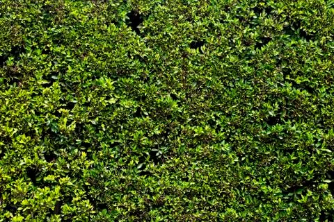 Green grass background Stockfoto's