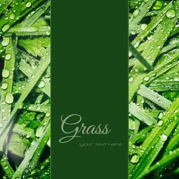 Green grass background Stock Photos