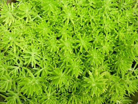 Green grass background Stock Photos
